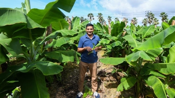 巴專(zhuān)家在海南研究香蕉“抗病密碼”